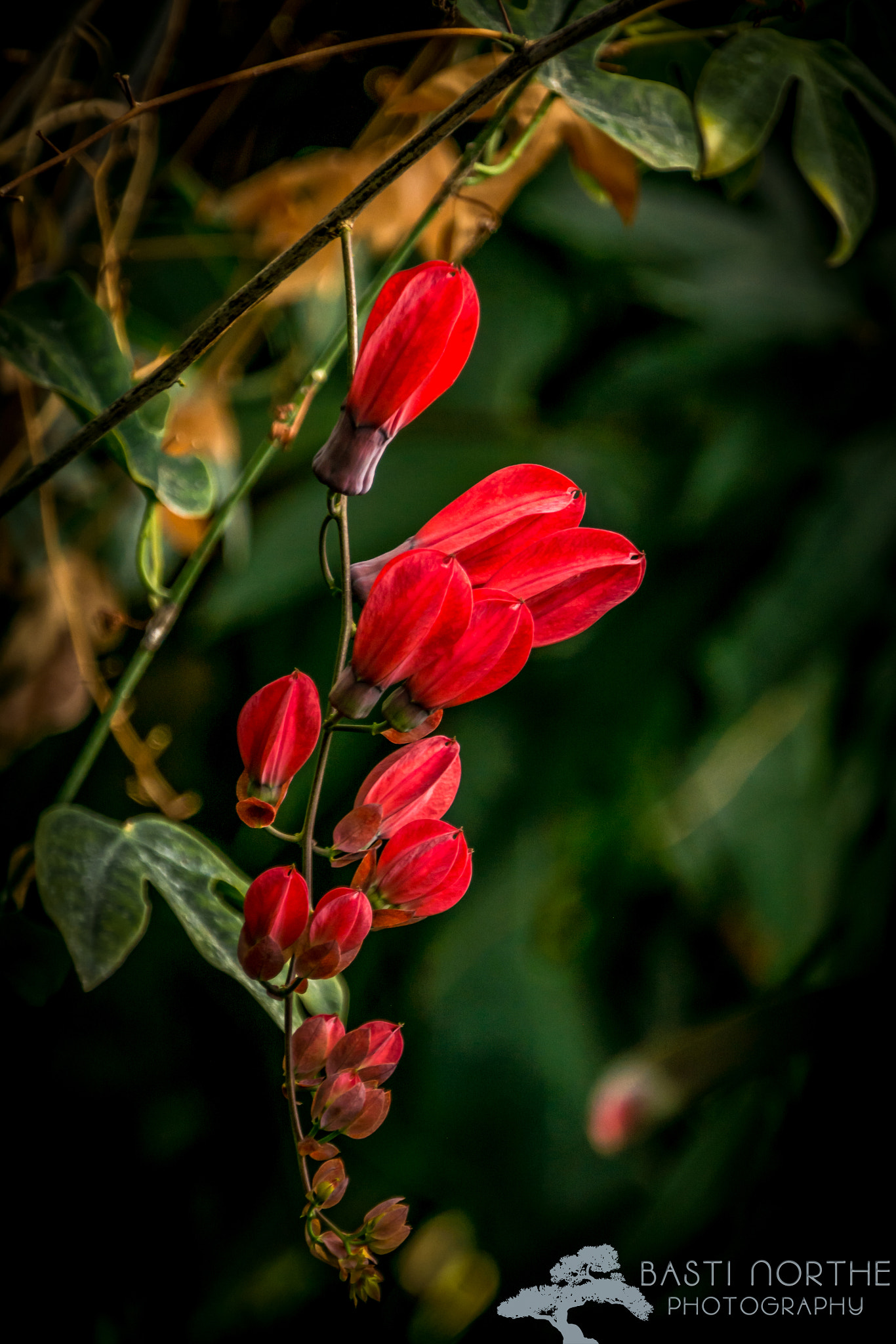 Samsung NX 18-200mm F3.5-6.3 ED OIS sample photo. Trompetenblume photography