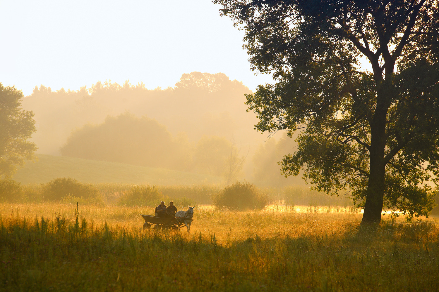 Tamron SP AF 70-200mm F2.8 Di LD (IF) MACRO sample photo. Golden morning photography