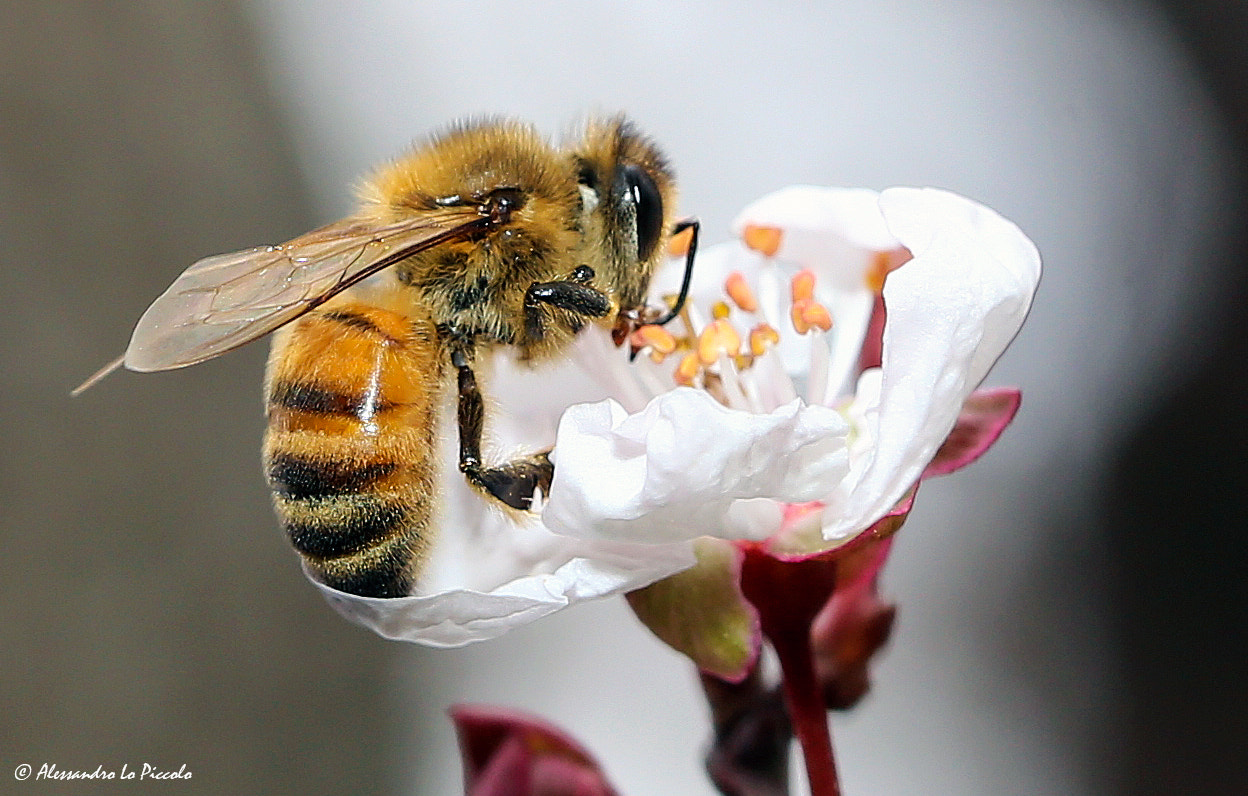 Canon EOS 6D + Tamron SP 90mm F2.8 Di VC USD 1:1 Macro (F004) sample photo. Bee @ work... photography