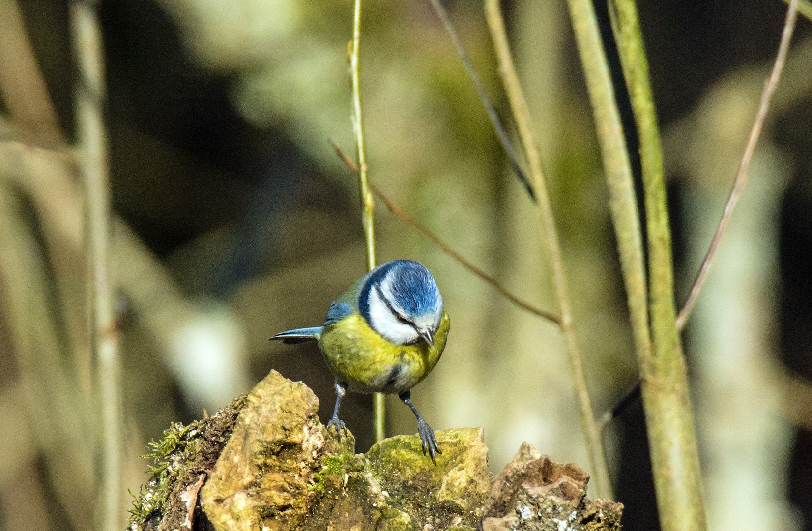 Tamron SP 150-600mm F5-6.3 Di VC USD sample photo. Bluetit photography