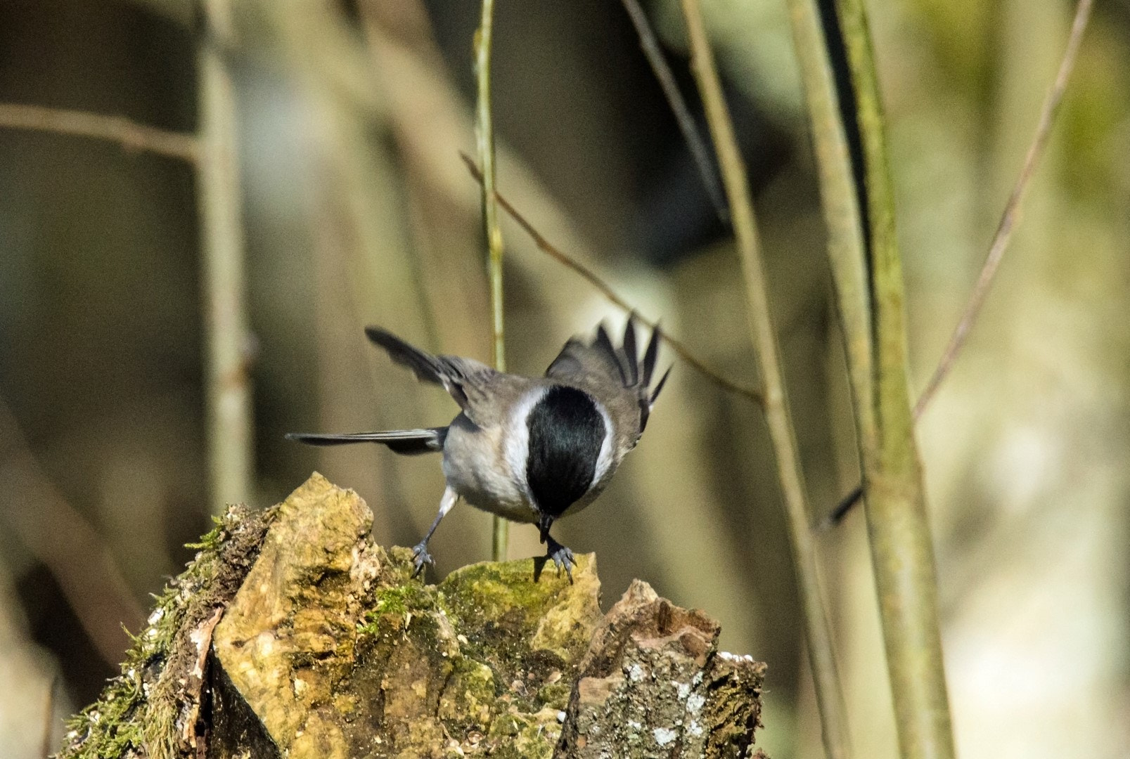 Tamron SP 150-600mm F5-6.3 Di VC USD sample photo. Marsh tit photography