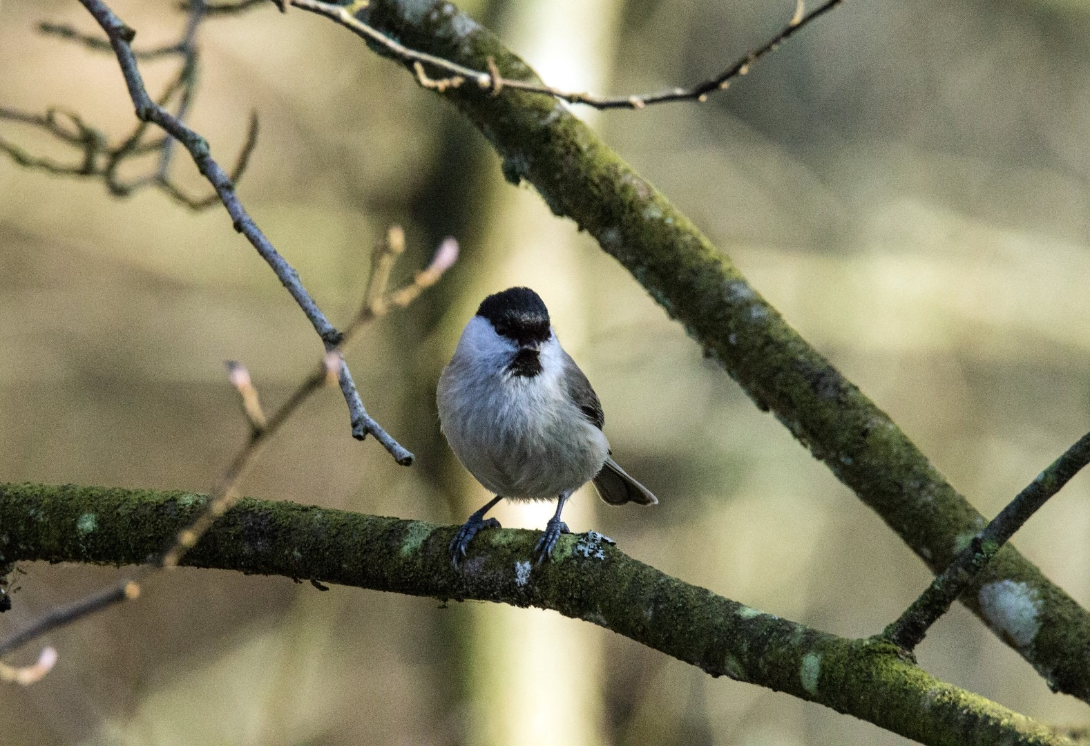 Tamron SP 150-600mm F5-6.3 Di VC USD sample photo. Marsh tit photography