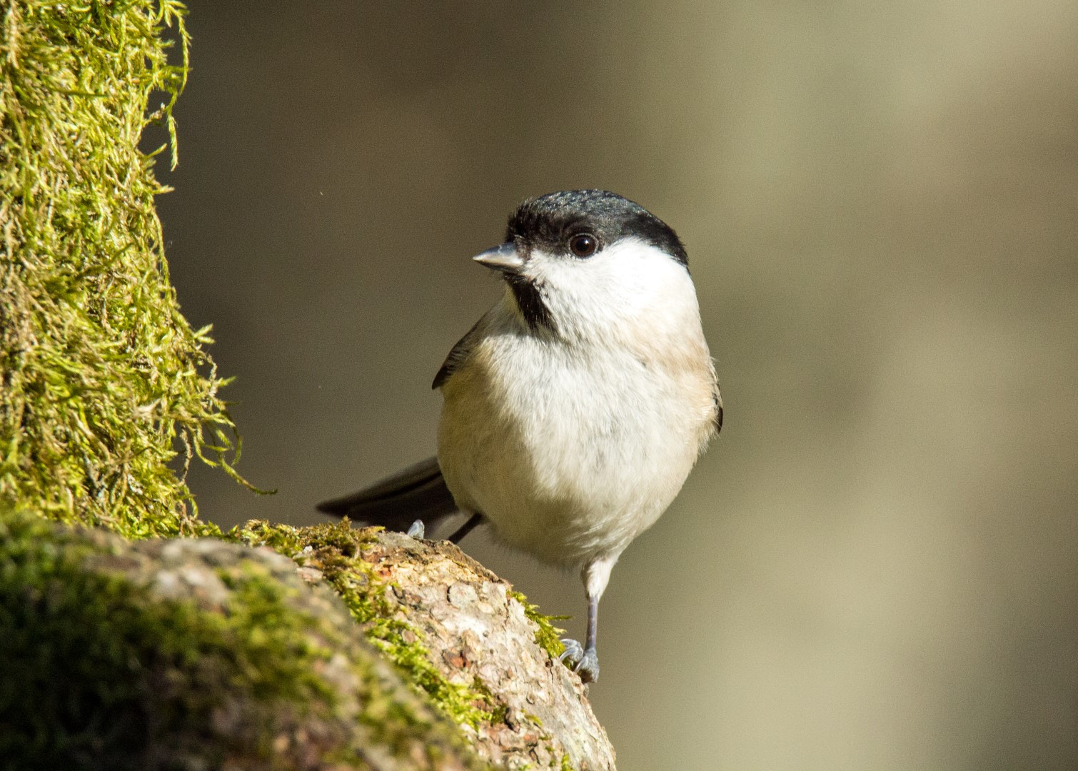 Tamron SP 150-600mm F5-6.3 Di VC USD sample photo. Marsh tit photography