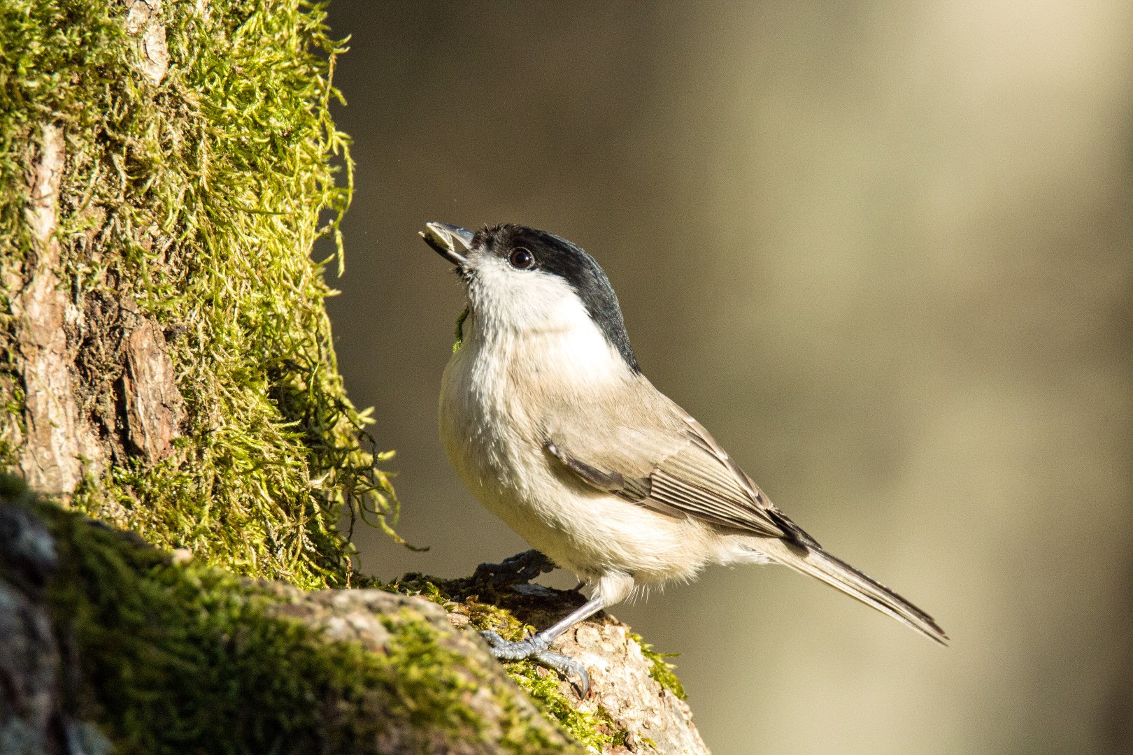 Tamron SP 150-600mm F5-6.3 Di VC USD sample photo. Marsh tit photography