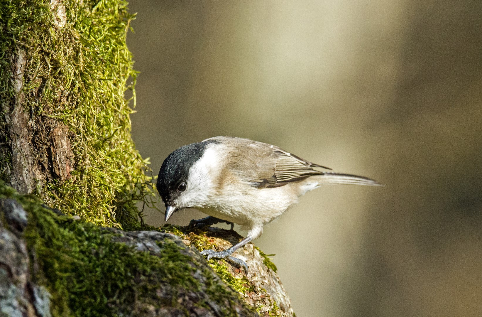 Tamron SP 150-600mm F5-6.3 Di VC USD sample photo. Marsh tit photography