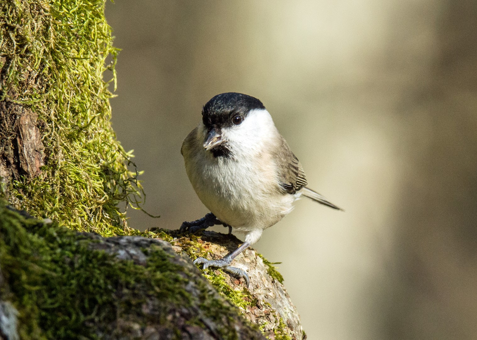 Tamron SP 150-600mm F5-6.3 Di VC USD sample photo. Marsh tit photography