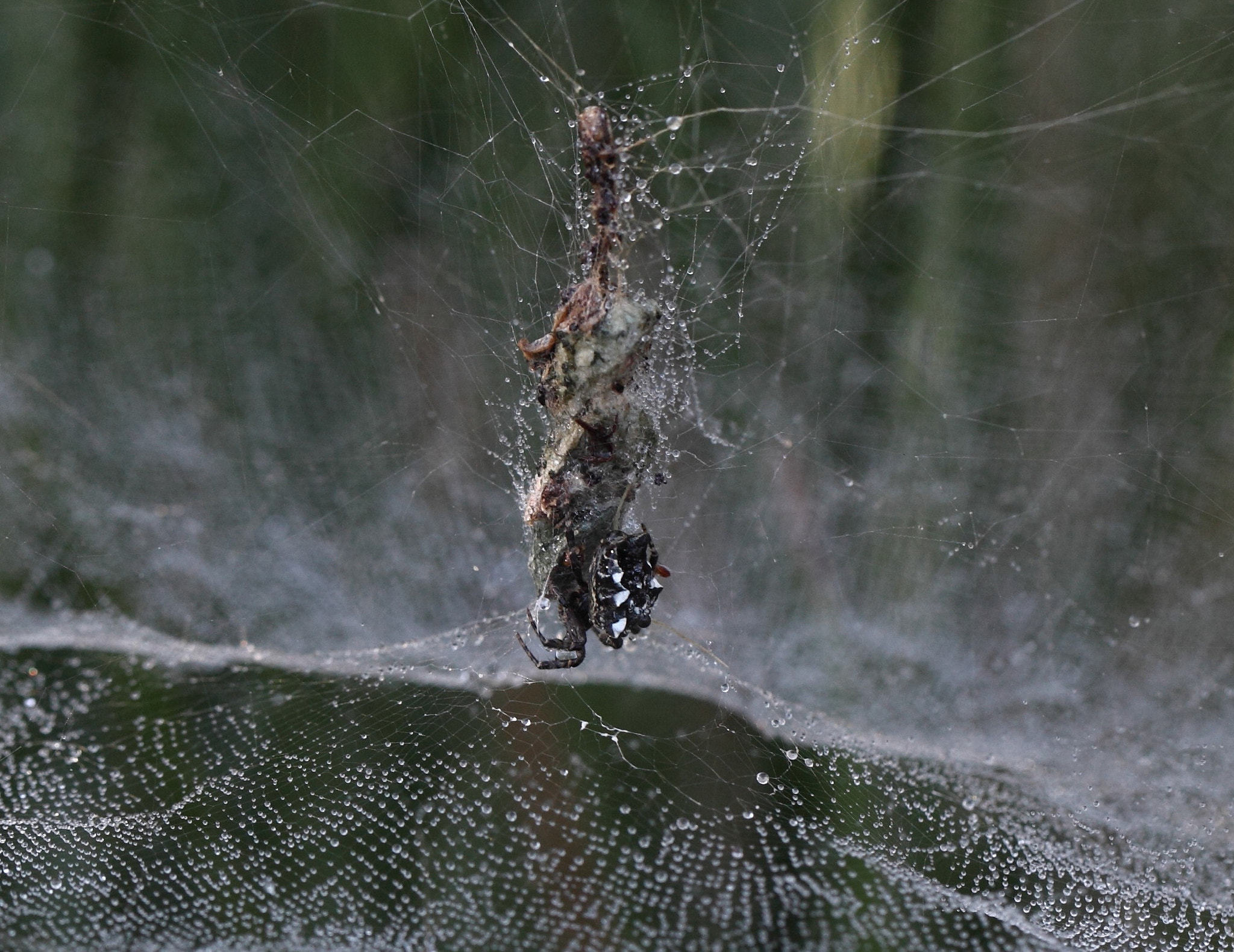 Canon EF 100mm F2.8L Macro IS USM sample photo. Jpg jpg photography