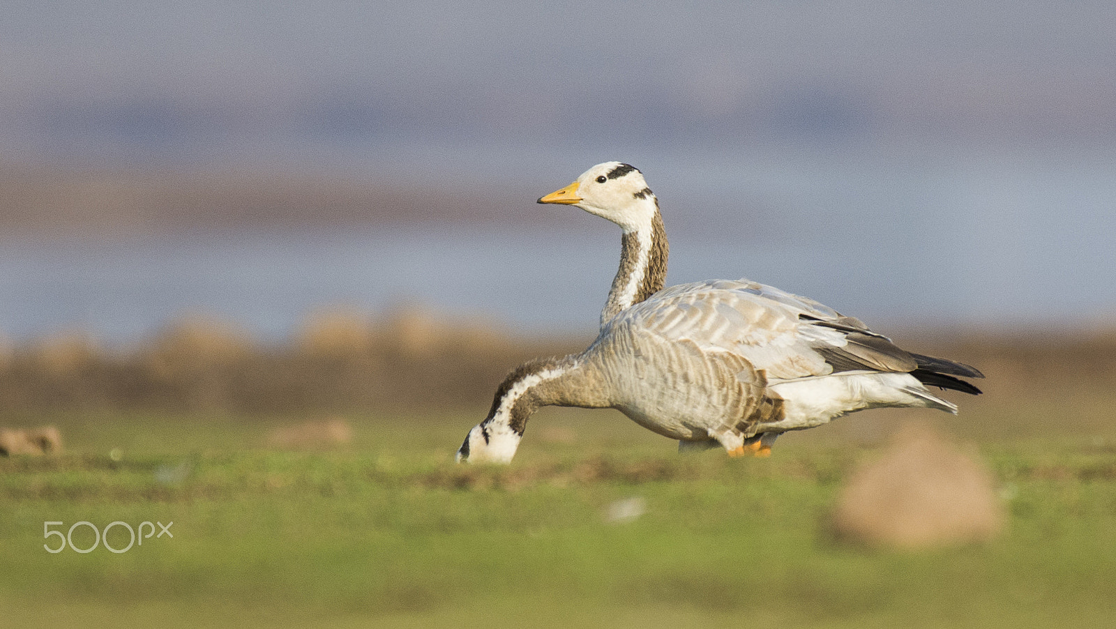 Nikon AF-S Nikkor 200-500mm F5.6E ED VR sample photo. Illusion photography