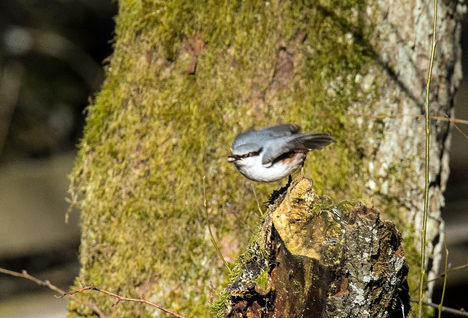 Tamron SP 150-600mm F5-6.3 Di VC USD sample photo. Nuthatch photography
