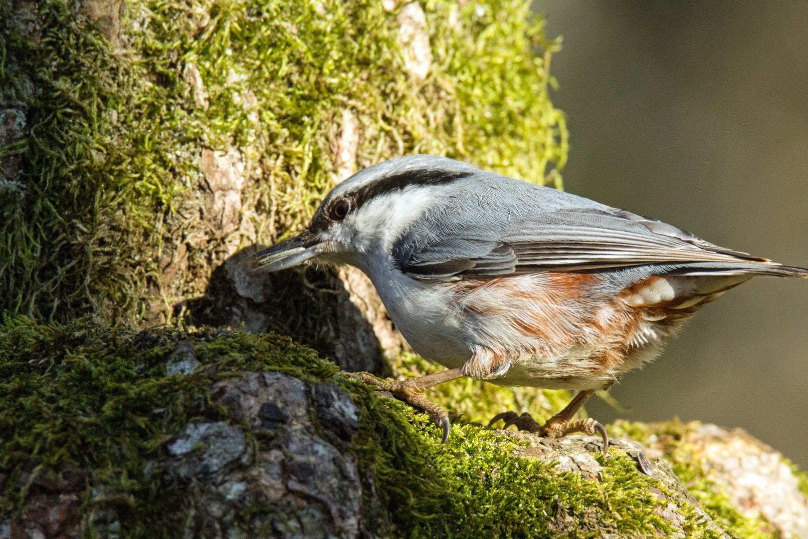 Tamron SP 150-600mm F5-6.3 Di VC USD sample photo. Nuthatch photography