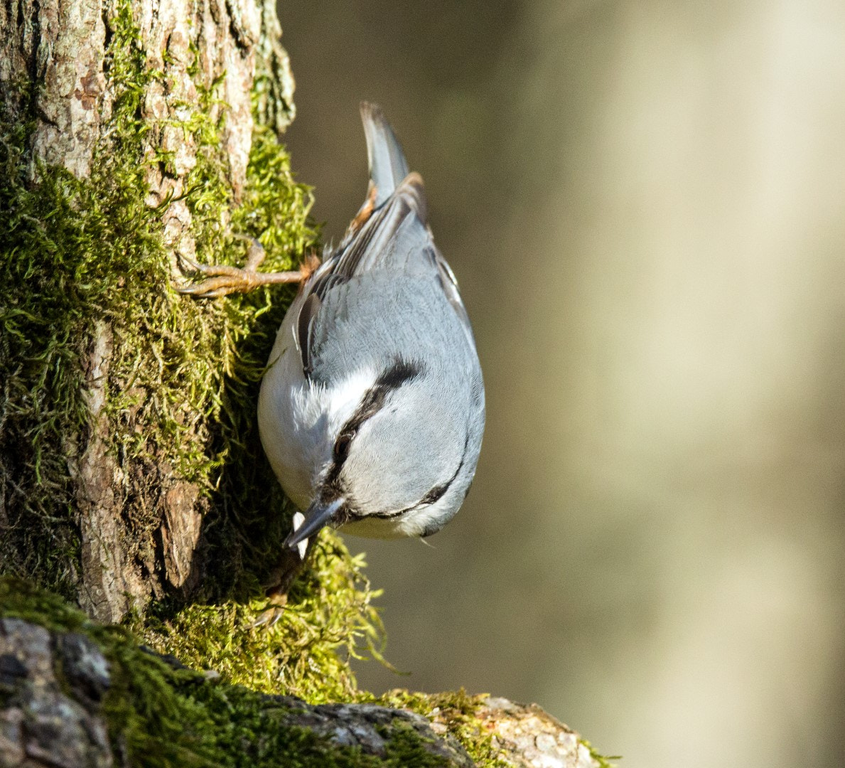 Tamron SP 150-600mm F5-6.3 Di VC USD sample photo. Nuthatch photography