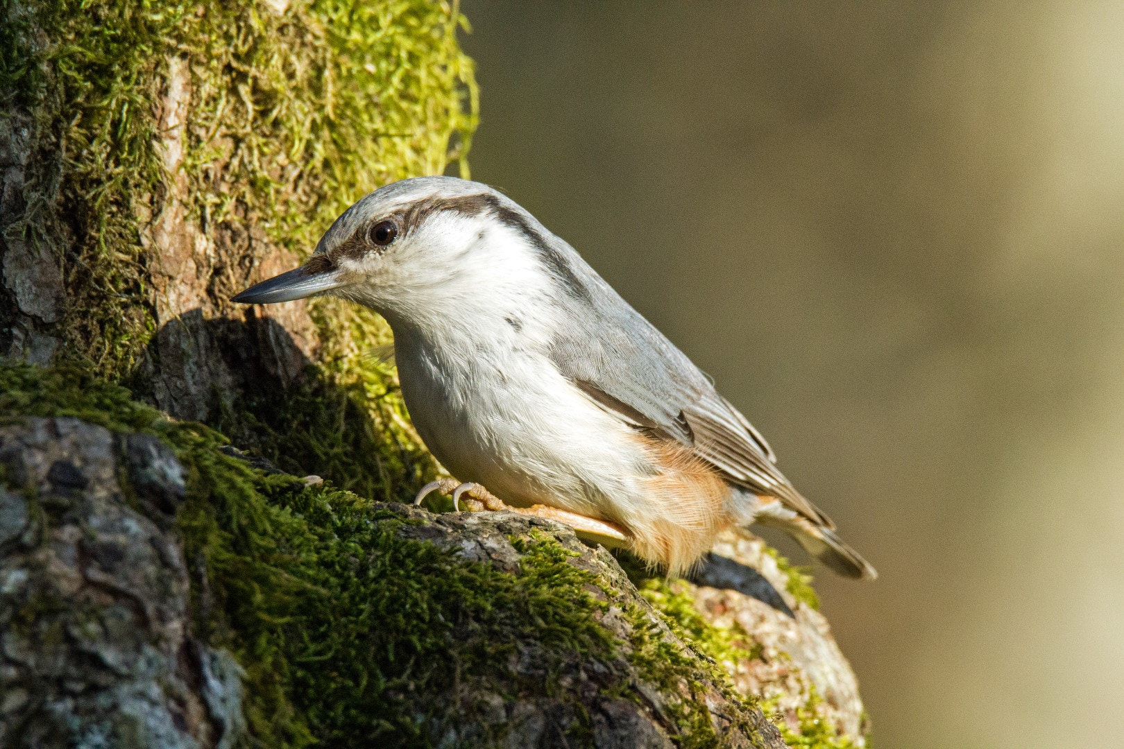 Tamron SP 150-600mm F5-6.3 Di VC USD sample photo. Nuthatch photography