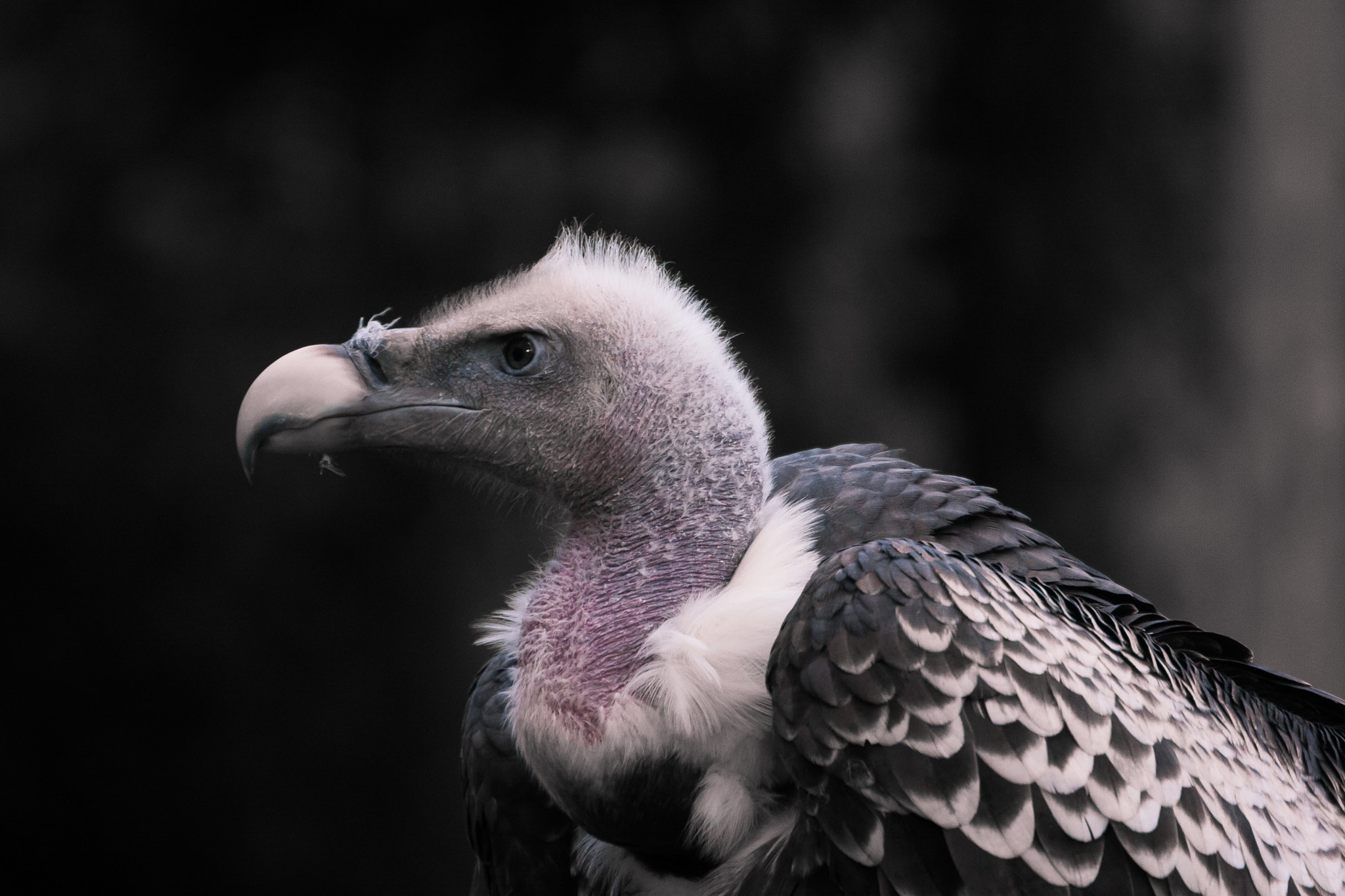Canon EOS 40D + Canon EF 70-300mm F4.5-5.6 DO IS USM sample photo. Griffon vulture photography