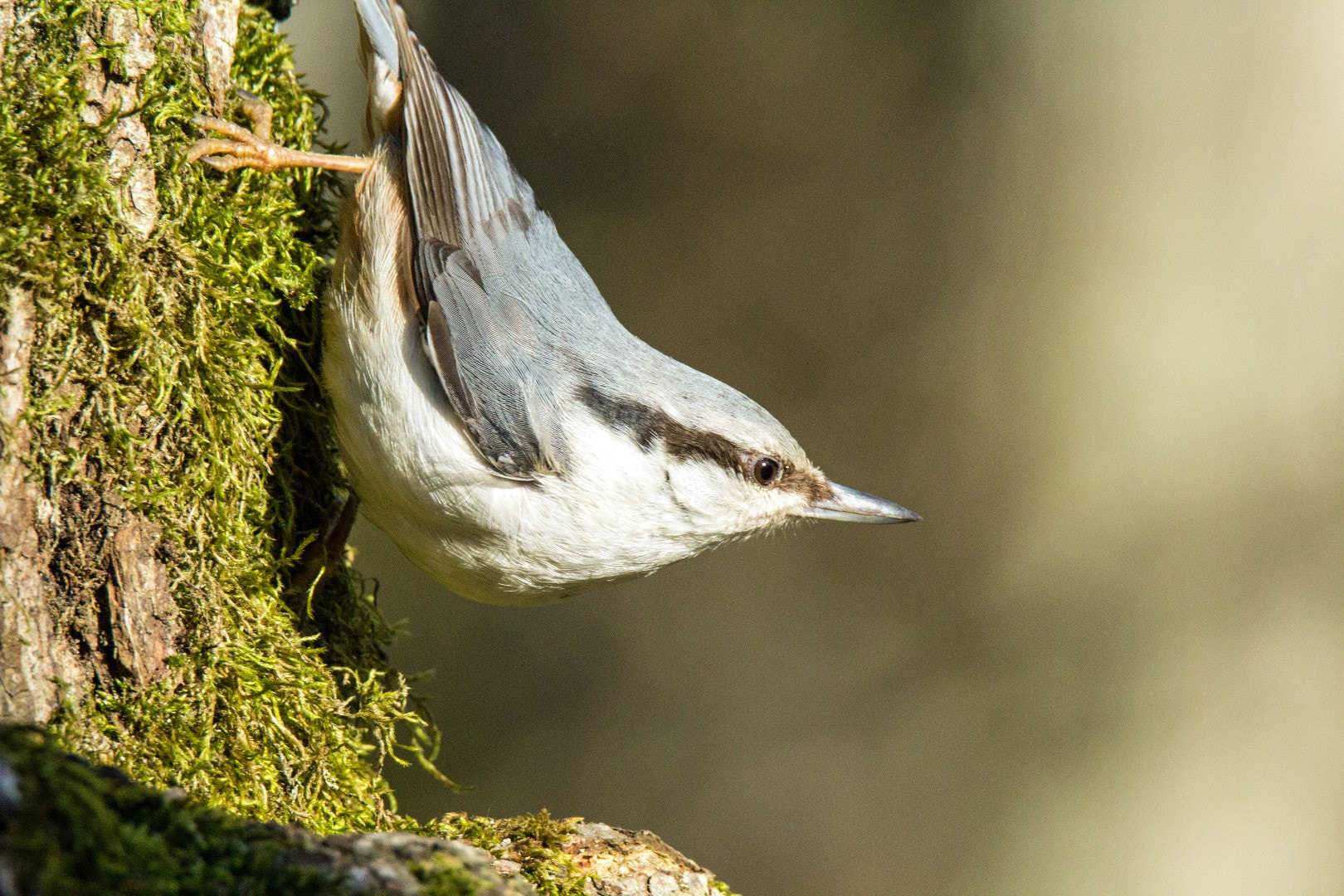 Tamron SP 150-600mm F5-6.3 Di VC USD sample photo. Nuthatch photography