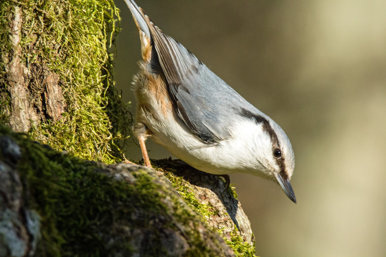 Tamron SP 150-600mm F5-6.3 Di VC USD sample photo. Nuthatch photography