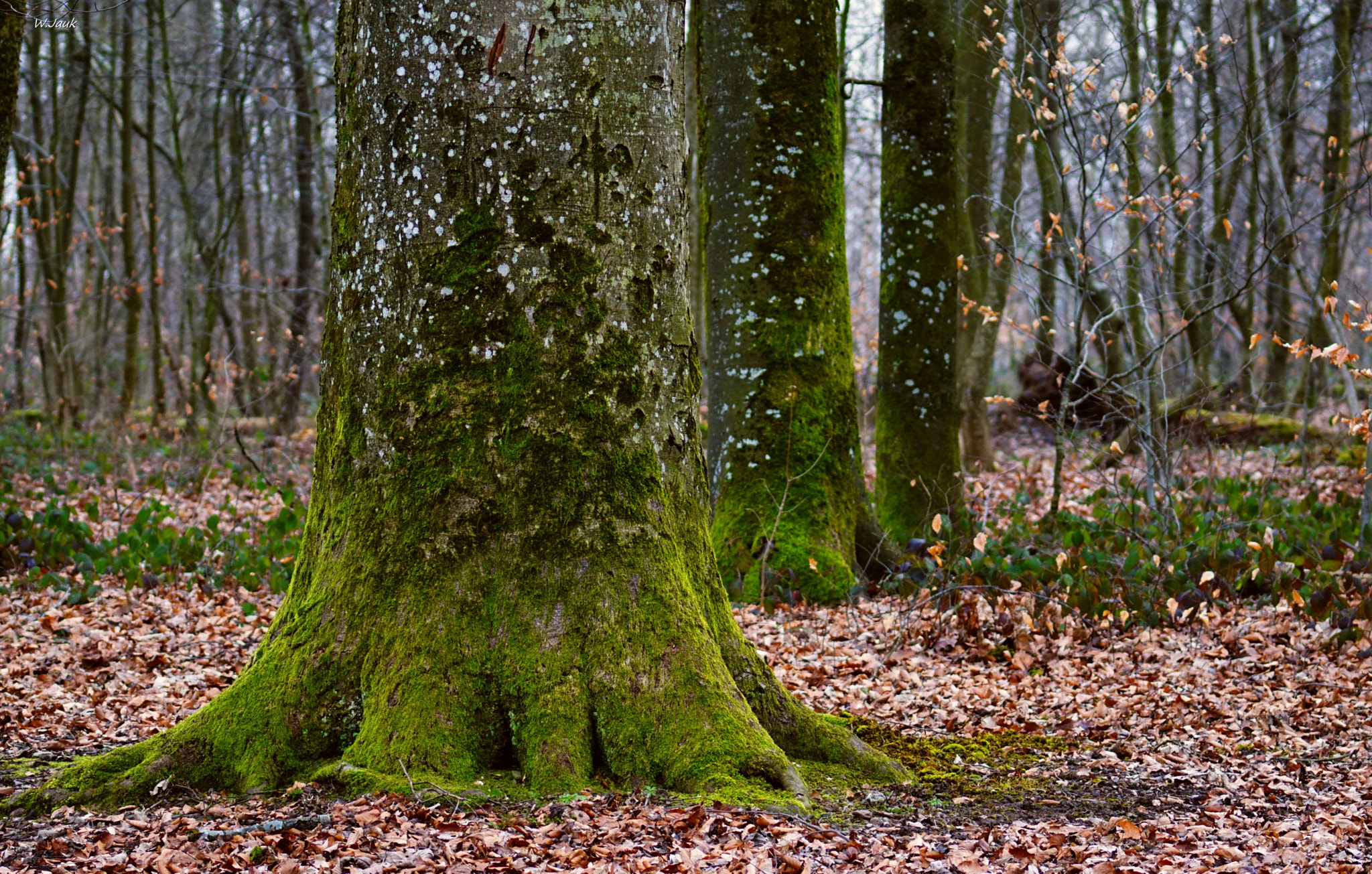 Sony 75-300mm F4.5-5.6 sample photo. Big foot photography