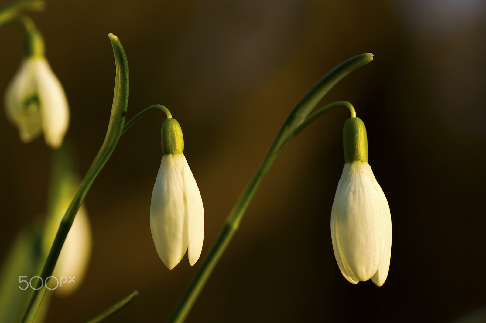 Sony Alpha DSLR-A580 + Tamron SP AF 90mm F2.8 Di Macro sample photo. Snowdrop twins photography