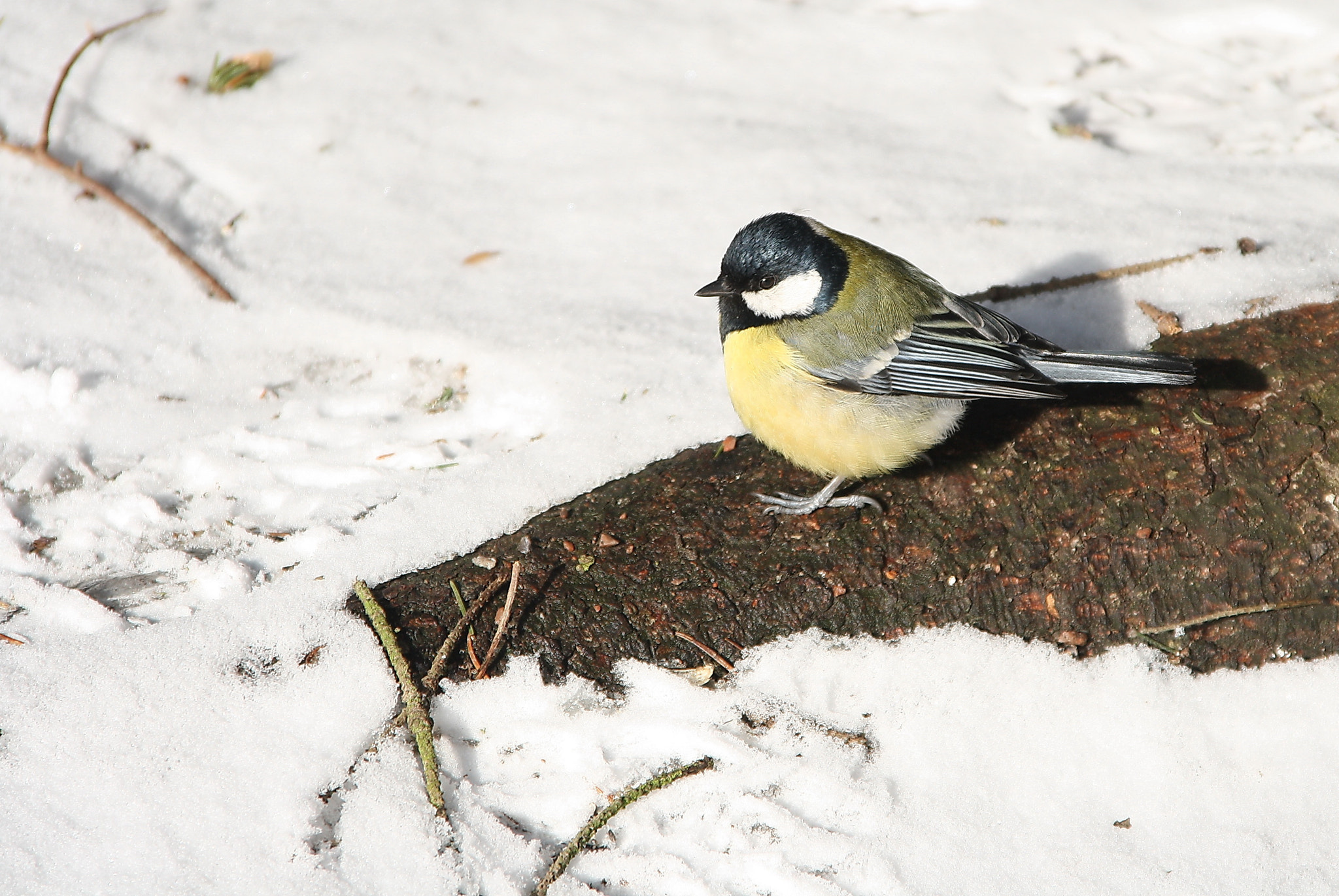 Sigma 18-125mm F3.8-5.6 DC OS HSM sample photo. Great tit (parus major) photography