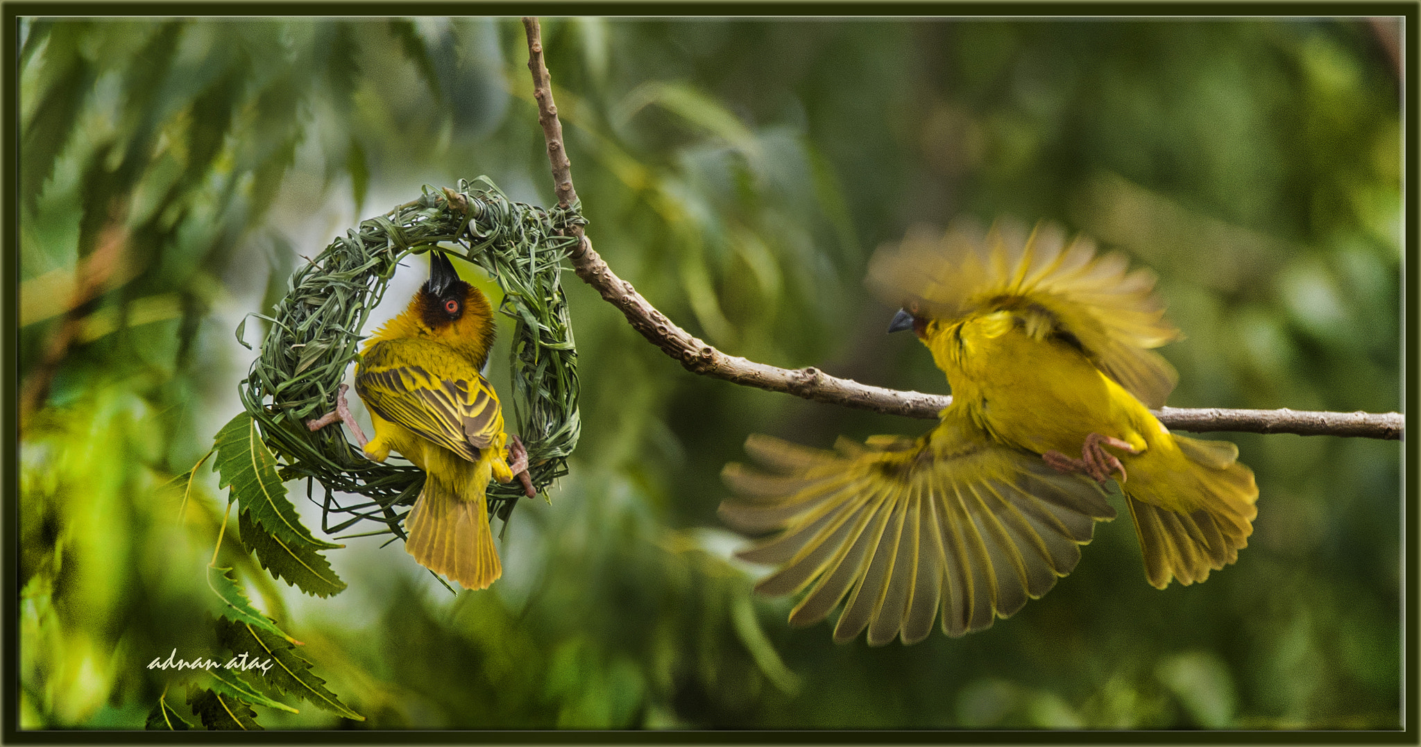 Sigma 50-500mm F4.5-6.3 DG OS HSM sample photo. Yemen dokumacısı - ploceus galbula - rüppell's weaver photography