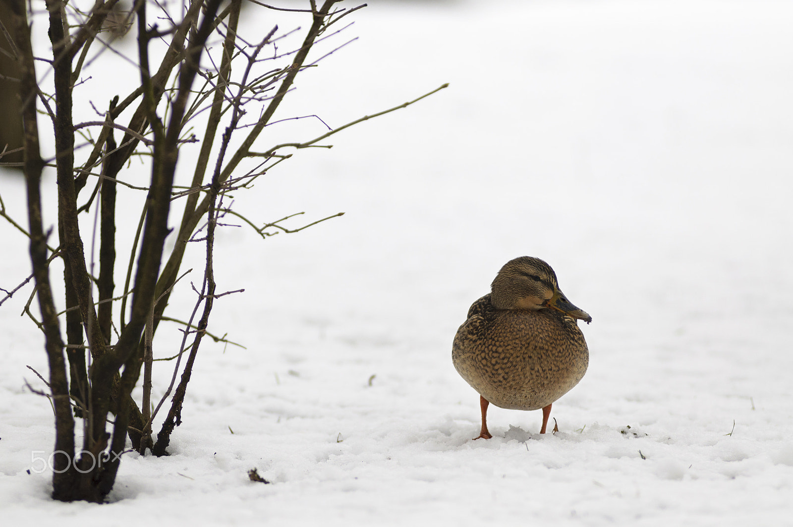 AF Zoom-Nikkor 80-200mm f/2.8 ED sample photo. Duck on snow photography