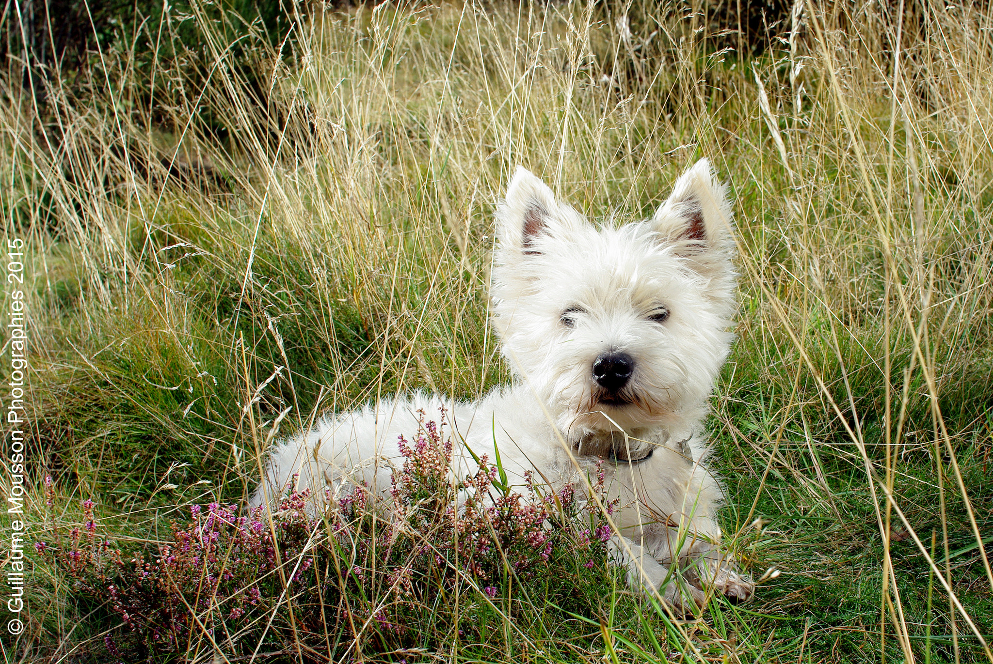Pentax K200D + Sigma sample photo. My puppy photography