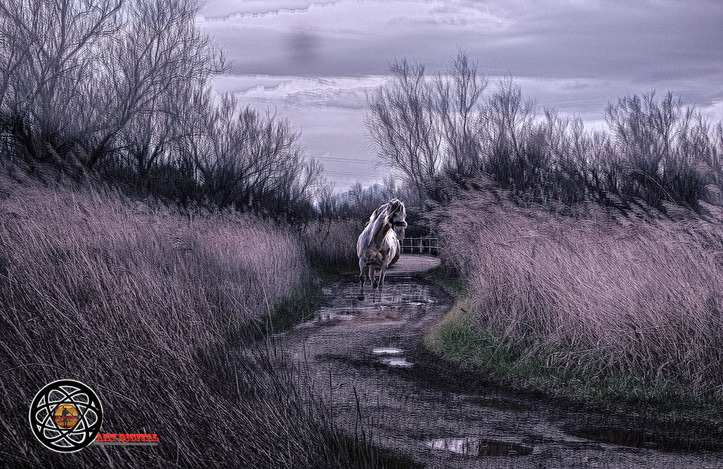 AF Zoom-Nikkor 24-50mm f/3.3-4.5D sample photo. Caballo desbocado photography