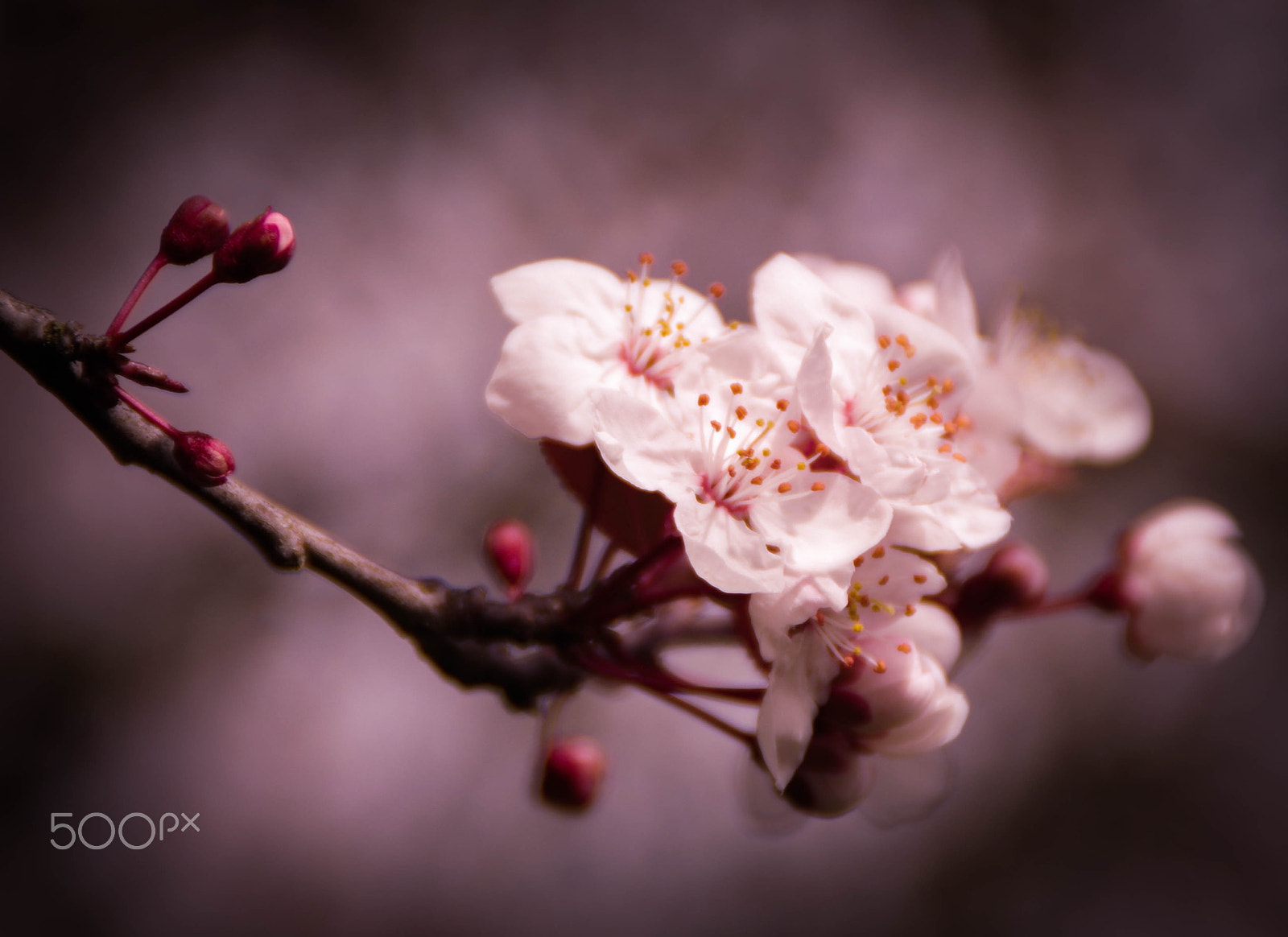 Tamron AF 18-200mm F3.5-6.3 XR Di II LD Aspherical (IF) Macro sample photo. Spring? are you there? photography