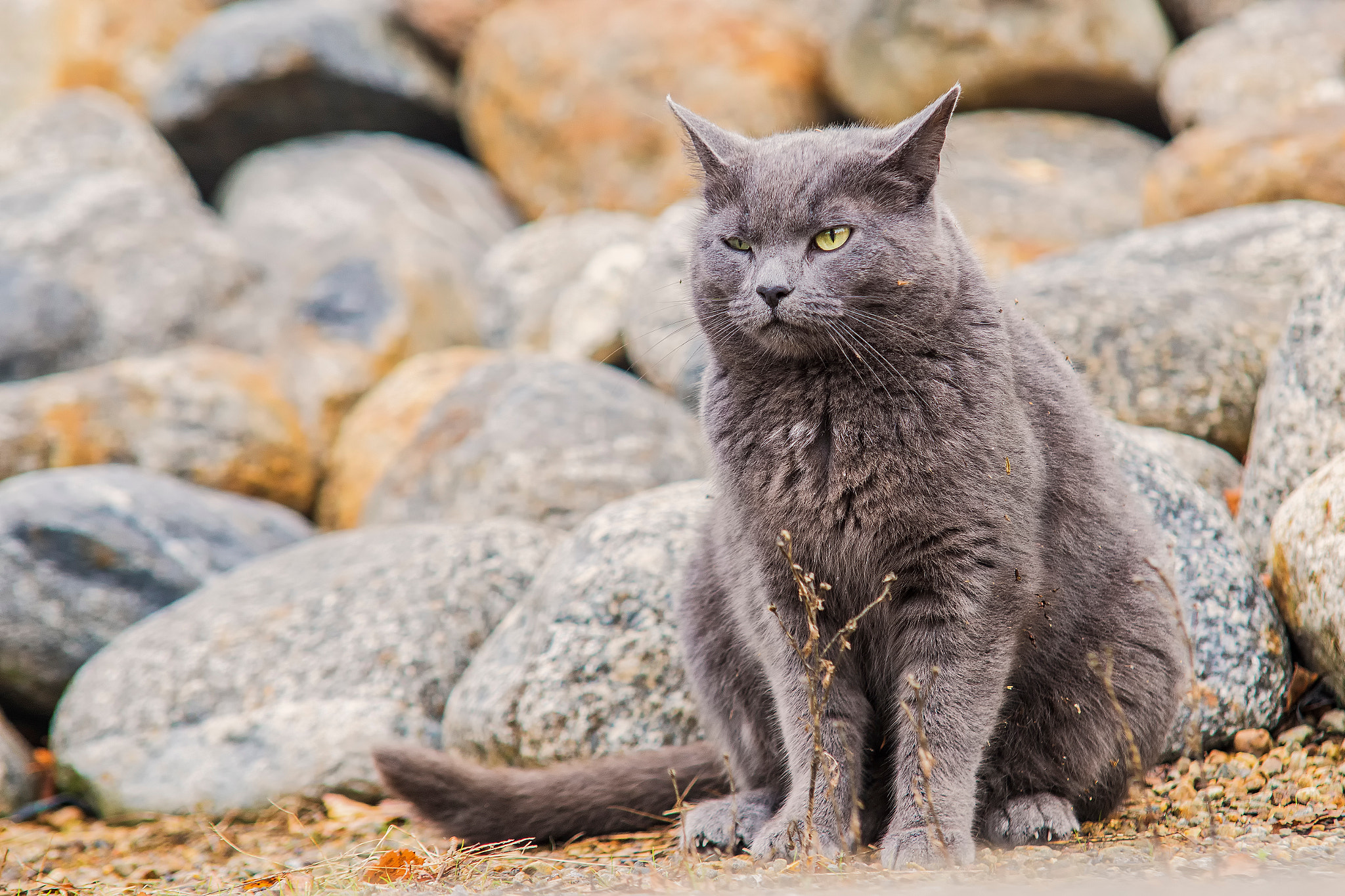 Sony ILCA-77M2 + 70-200mm F2.8 sample photo. Farmcat photography
