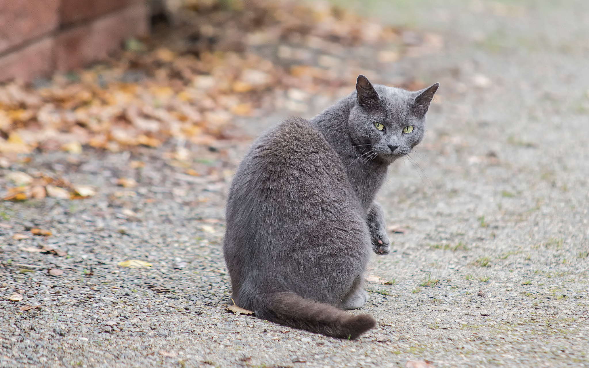 Sony ILCA-77M2 + 70-200mm F2.8 sample photo. Farmcat photography
