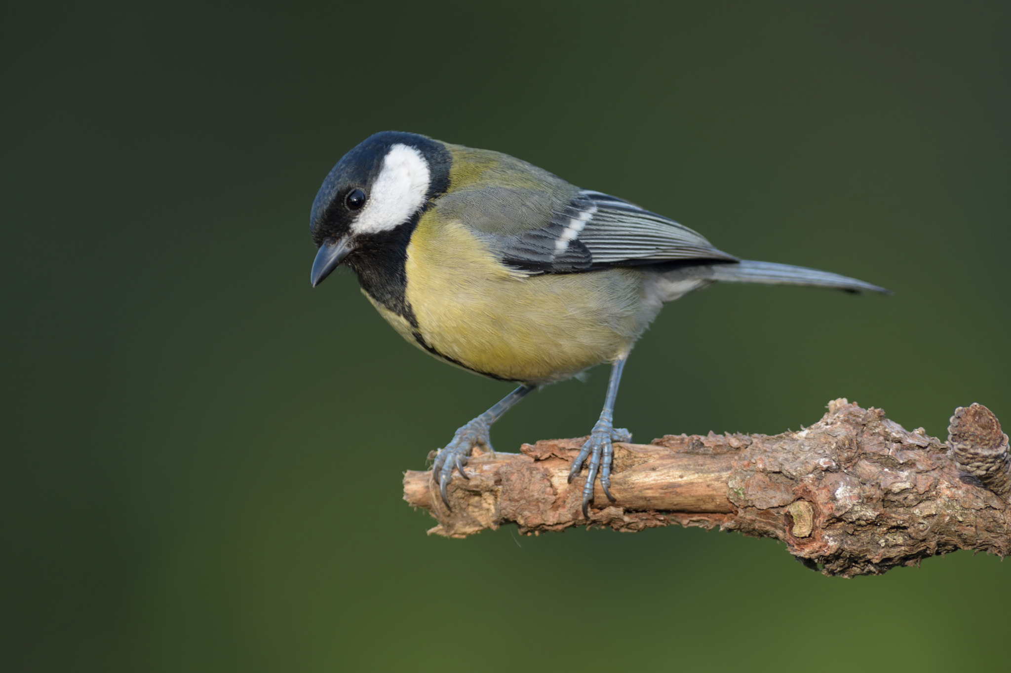 Nikon AF-S Nikkor 300mm F2.8G ED VR II sample photo. Carbonero photography