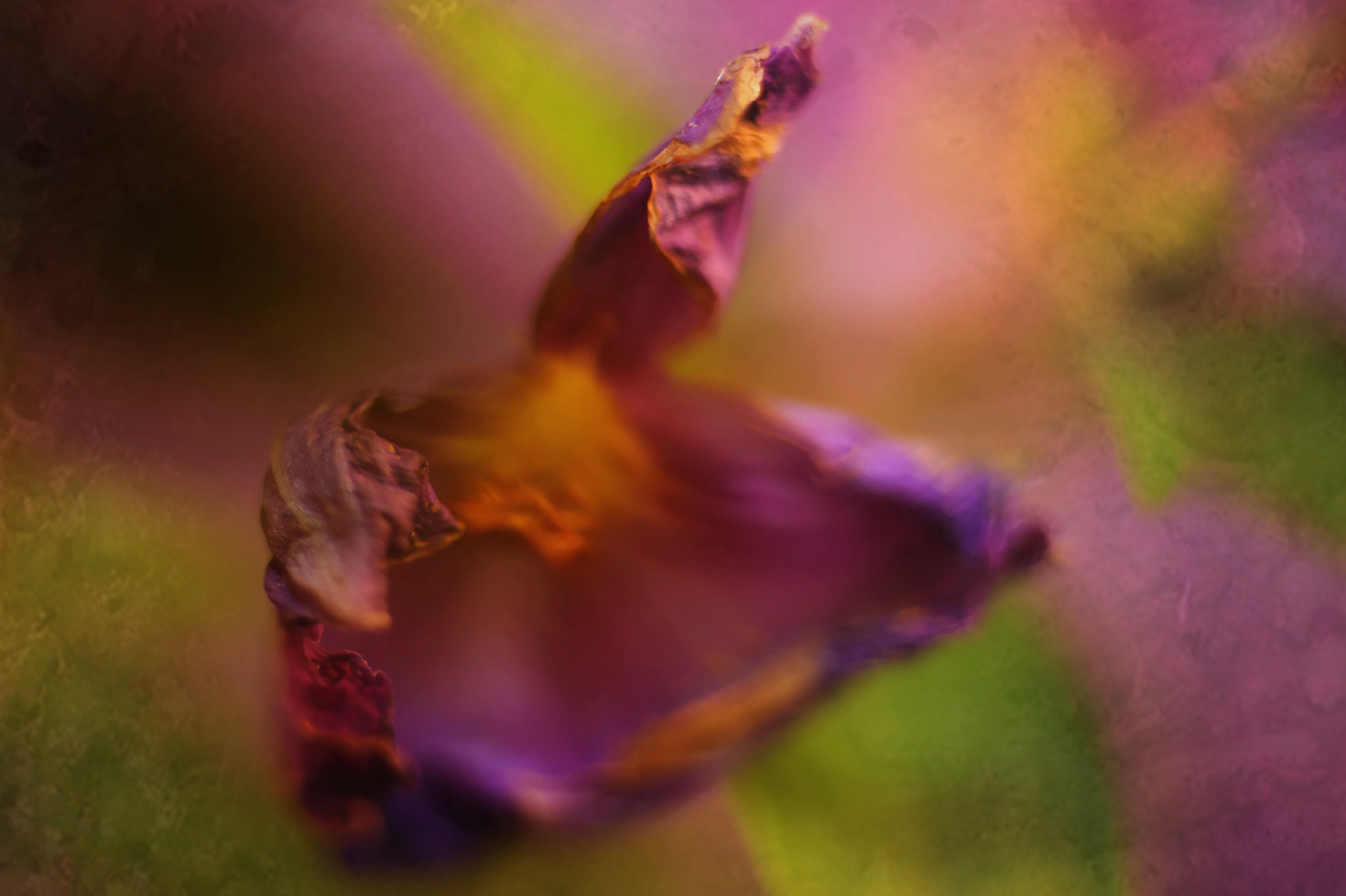 Canon EF 50mm F2.5 Macro sample photo. Mindset photography