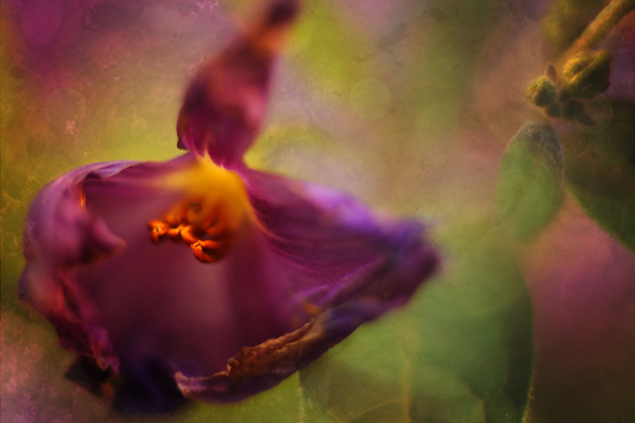 Canon EF 50mm F2.5 Macro sample photo. Linger photography