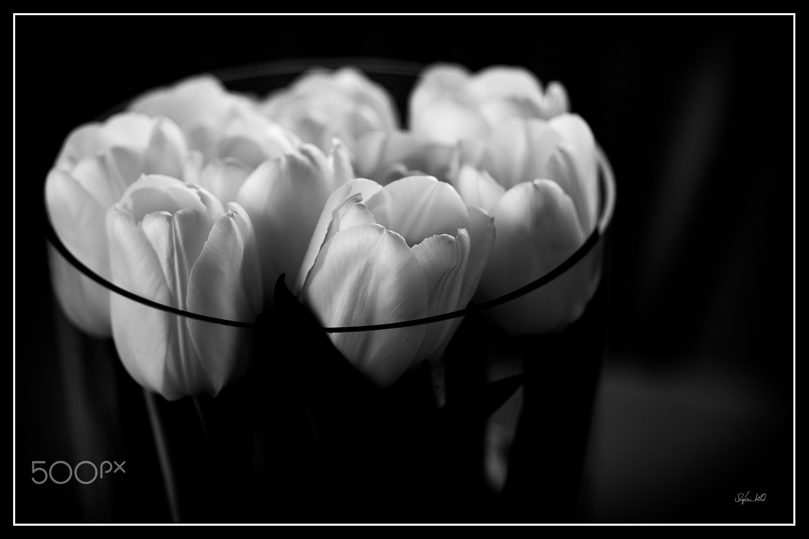 Canon EOS 600D (Rebel EOS T3i / EOS Kiss X5) + Sigma 105mm F2.8 EX DG Macro sample photo. - white tulip - photography