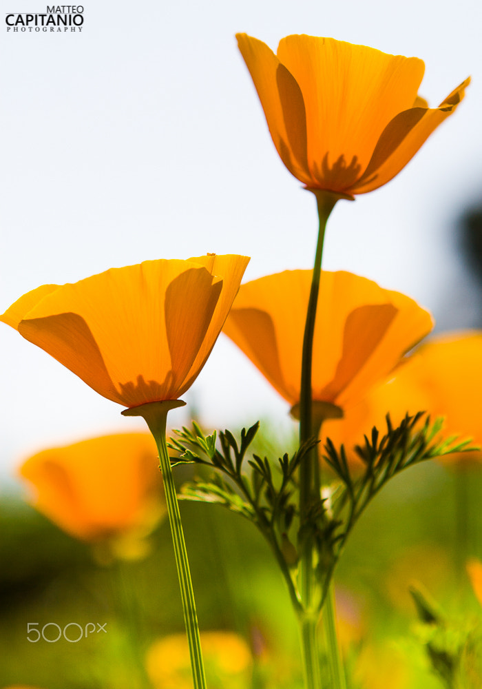 Canon EOS 30D + Canon EF 24-70mm F2.8L USM sample photo. Transparencies photography