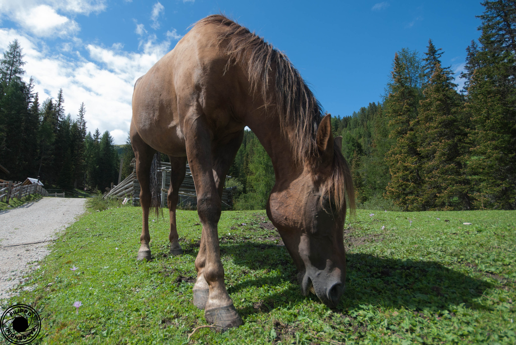 Sigma 10-20mm F4-5.6 EX DC HSM sample photo. Horse photography