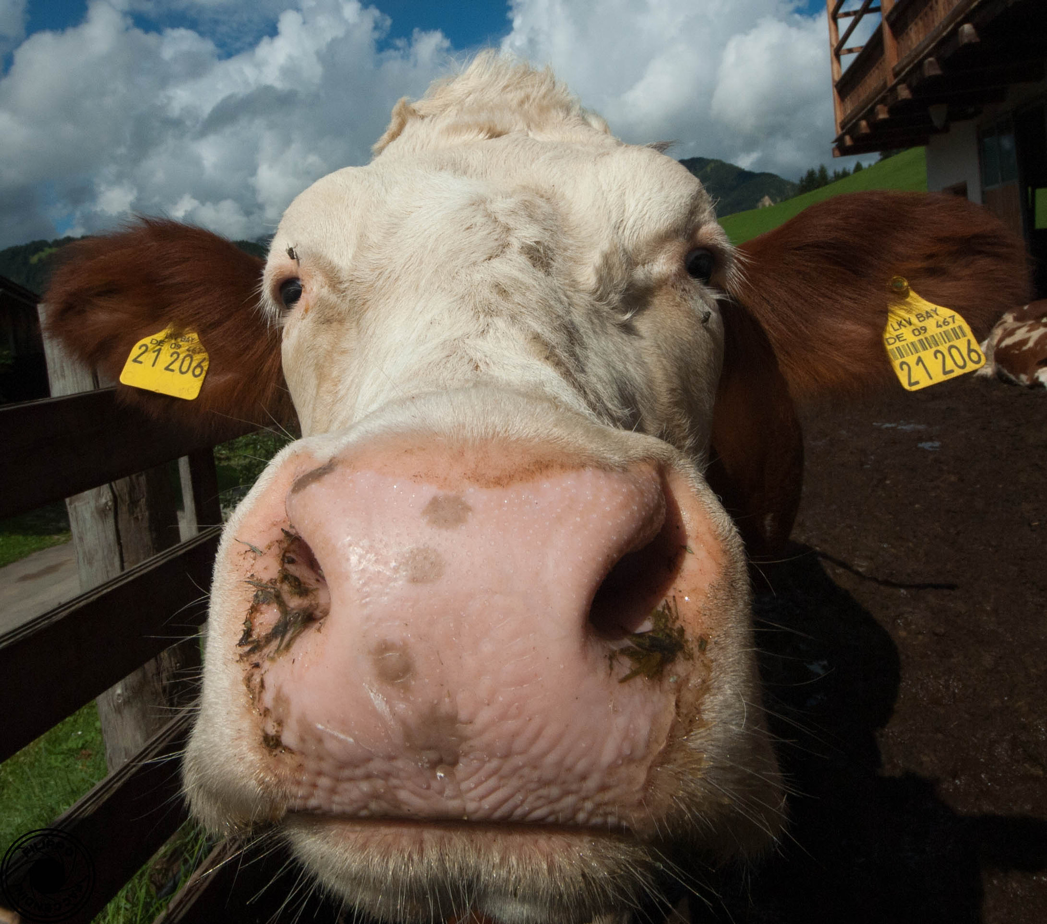 Sigma 10-20mm F4-5.6 EX DC HSM sample photo. Cow photography