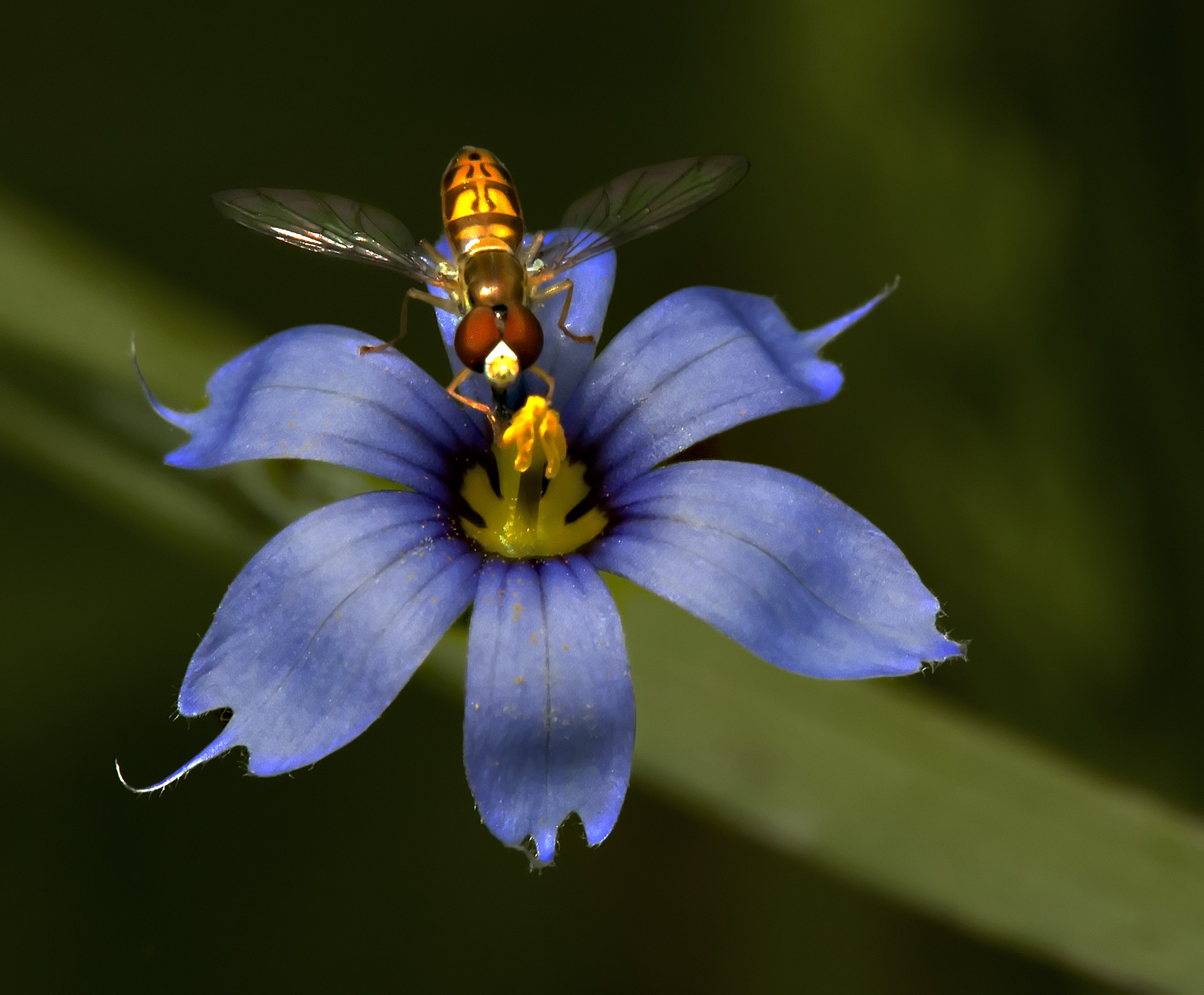 Tamron SP AF 180mm F3.5 Di LD (IF) Macro sample photo. Hoverfly 112 photography