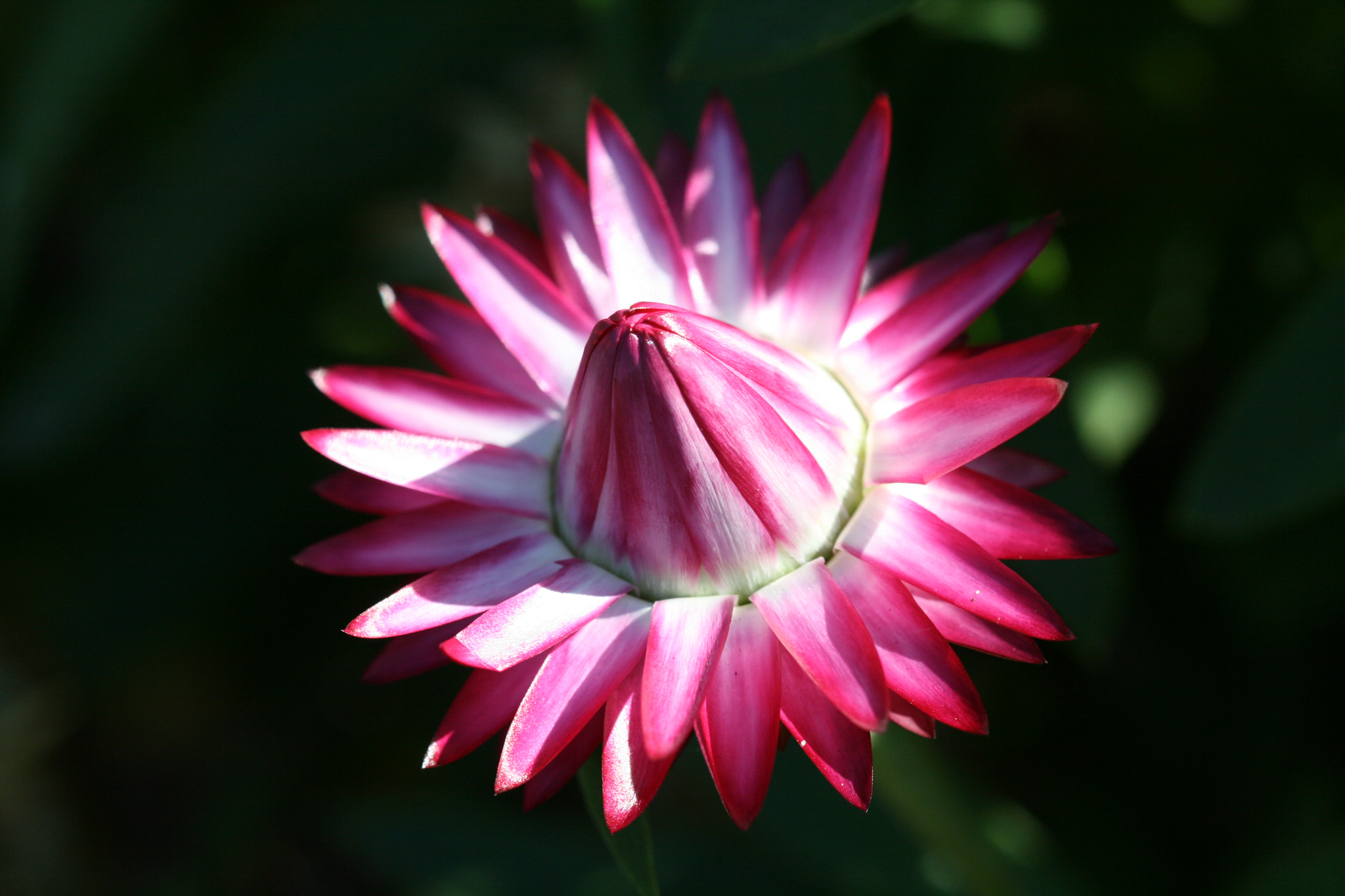 Canon EF 100mm F2.8 Macro USM sample photo. Pink flower photography