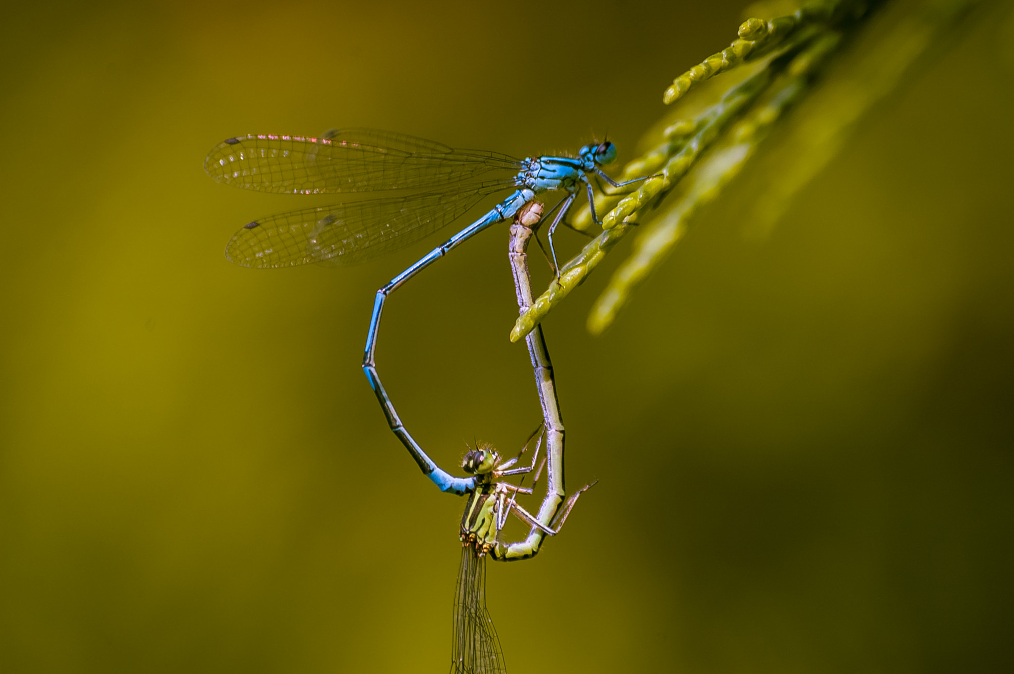 Nikon D70 sample photo. Damselflies photography