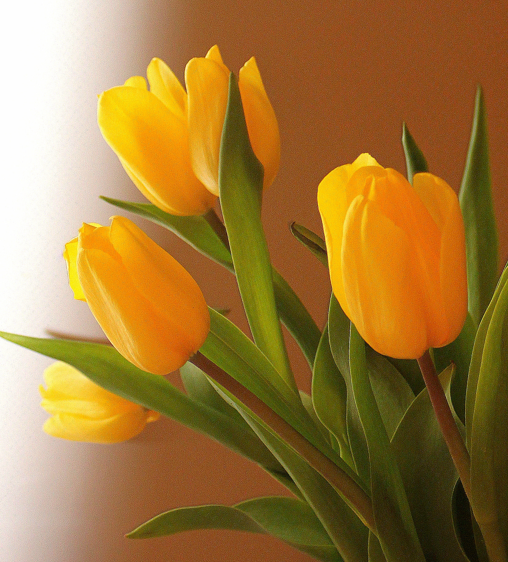 Canon EF 28-90mm f/4-5.6 sample photo. Flowers photography