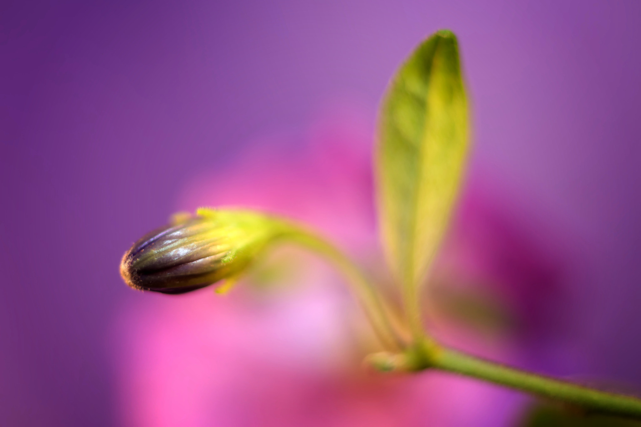 Canon EF 50mm F2.5 Macro sample photo. Newborn photography