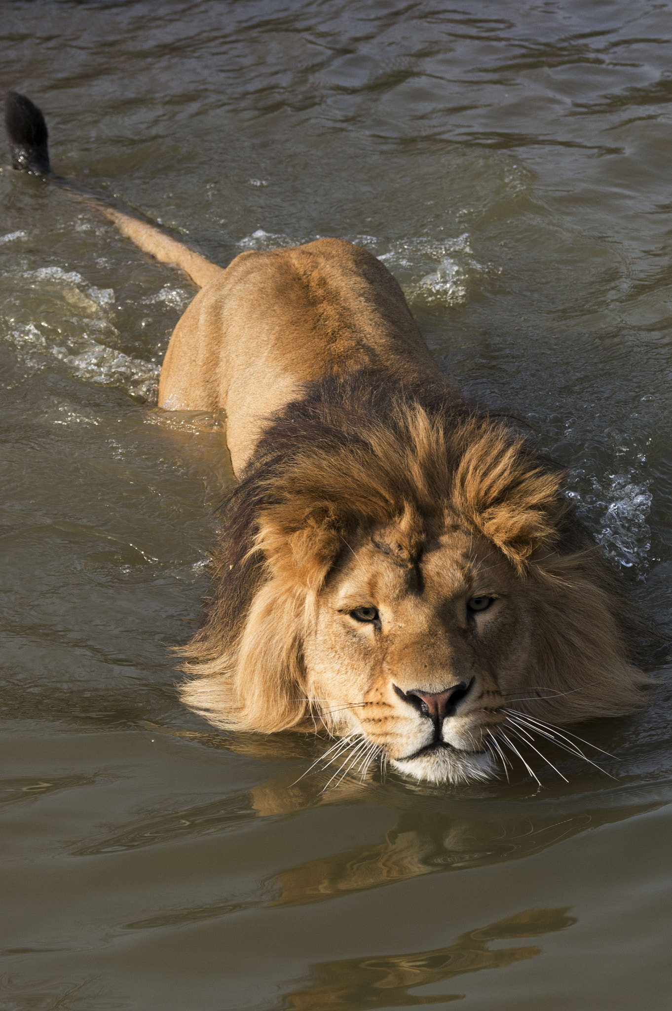 Tamron SP 70-300mm F4-5.6 Di USD sample photo. Swimming lion photography