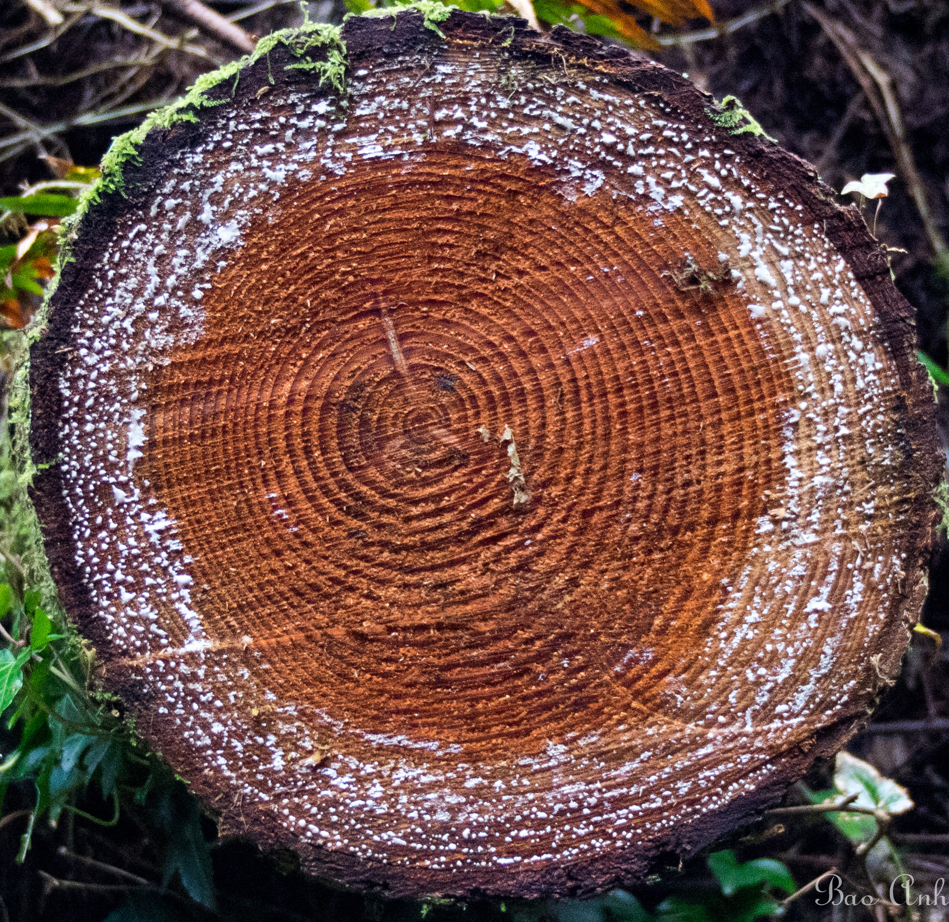 Soligor 19-35mm F3.5-4.5 sample photo. Nature's perfect round photography