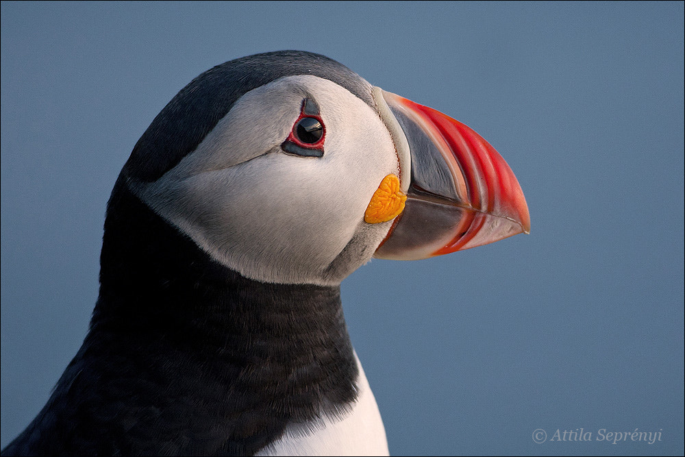 Canon EF 500mm F4L IS USM sample photo. Puffin photography