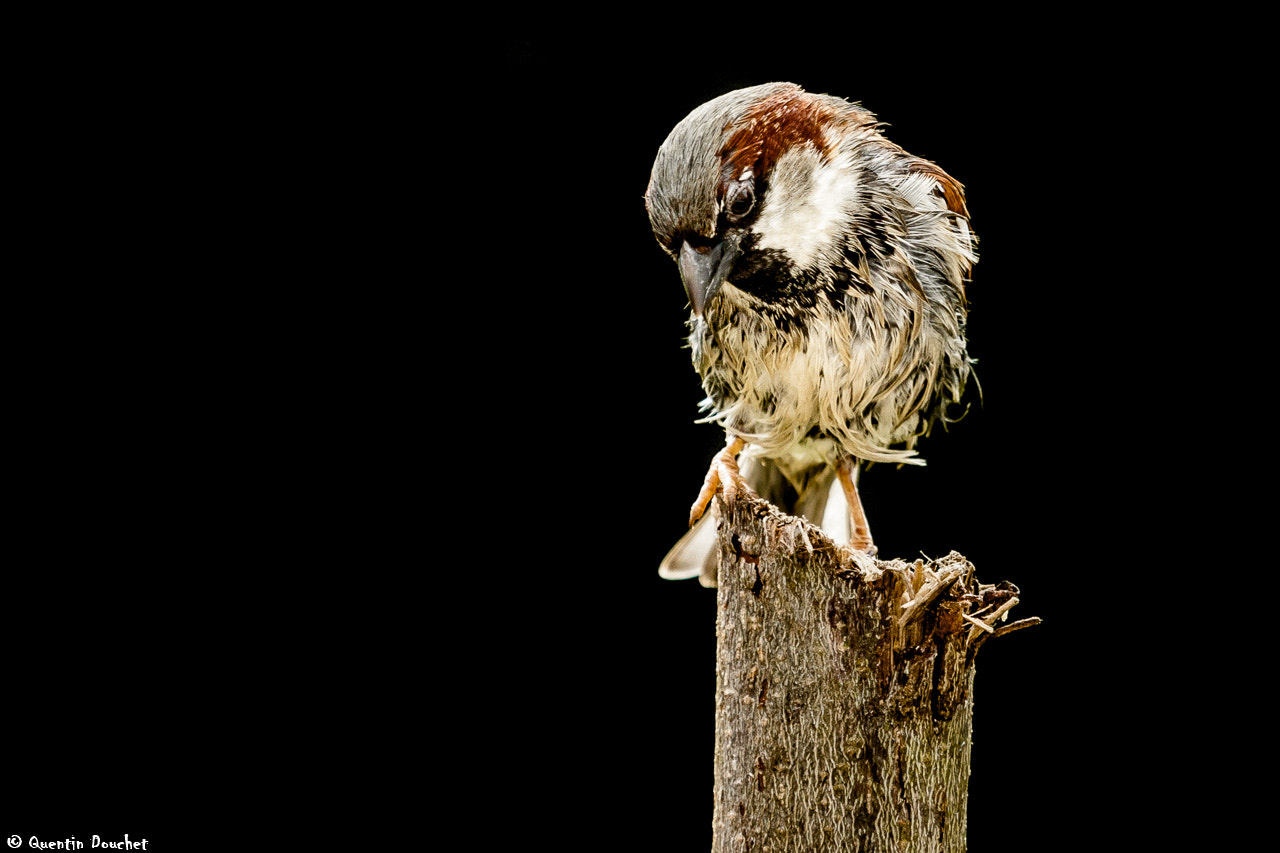Canon EF 100-400mm F4.5-5.6L IS USM sample photo. Moineau au plumage mouillé photography