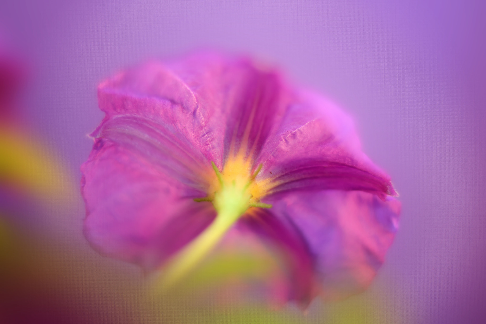 Canon EF 50mm F2.5 Macro sample photo. Introvert photography