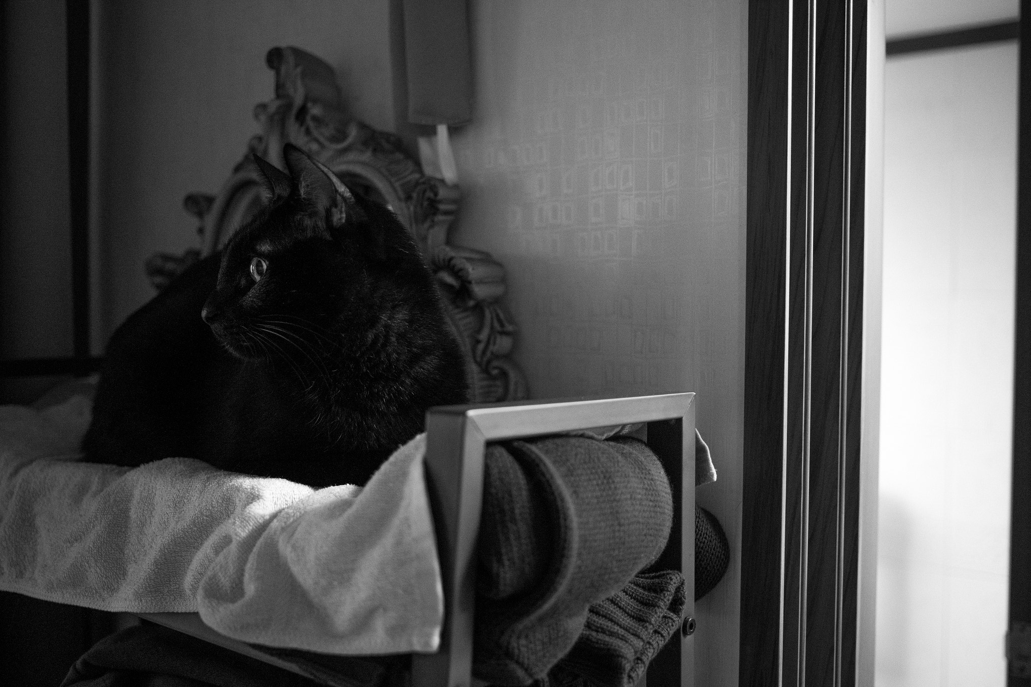 Canon EF 40mm F2.8 STM sample photo. Cat photography