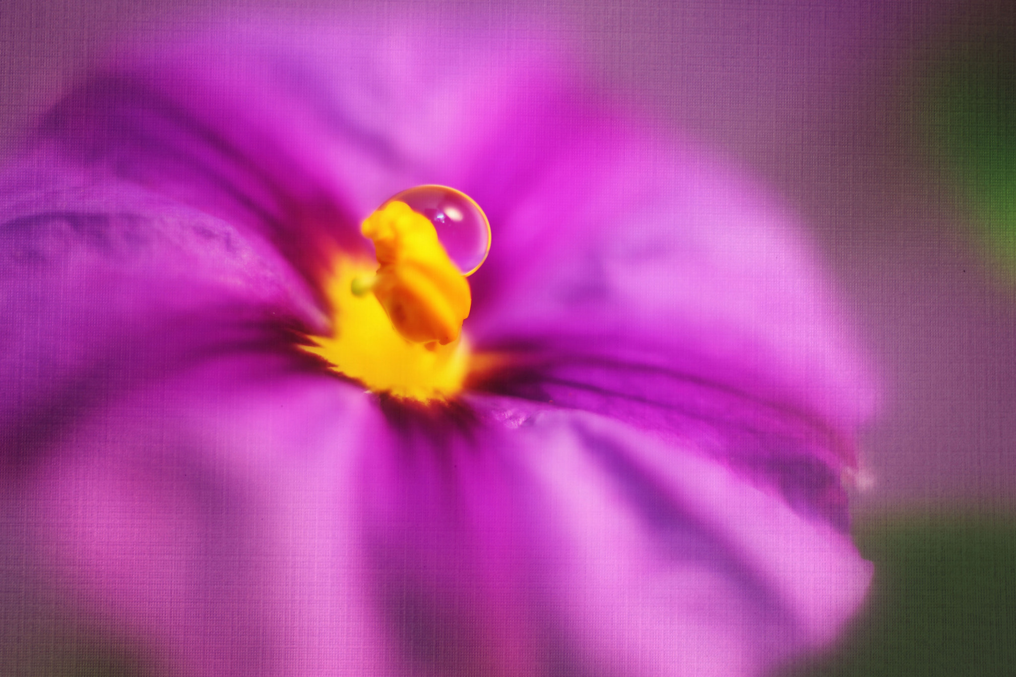 Canon EF 50mm F2.5 Macro sample photo. Halo photography