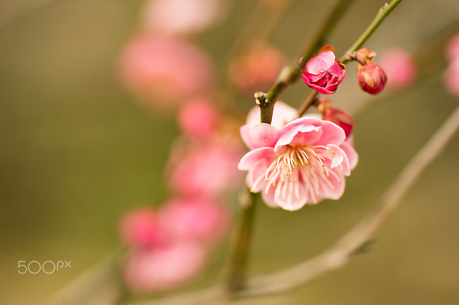 Nikon Df sample photo. Blooming photography