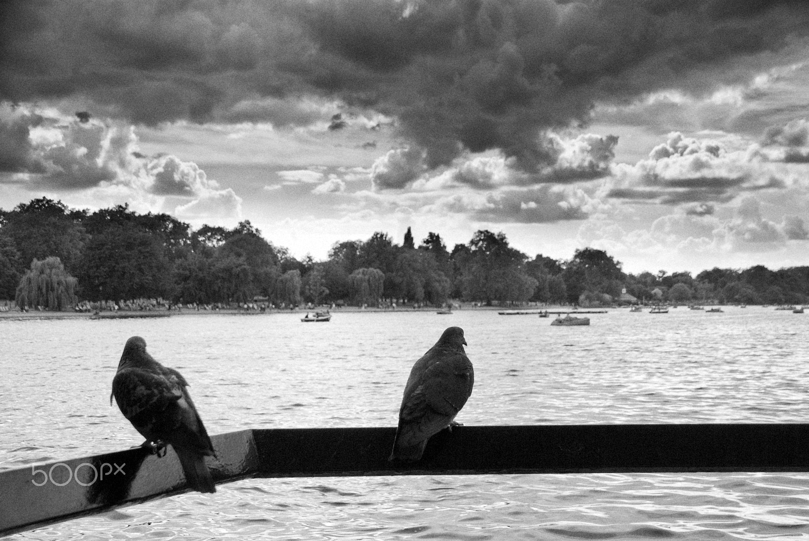 Pentax K10D sample photo. Hyde park pigeons photography